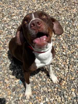 Dublin Mudslide, Adult Male Beagle