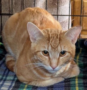 Jamesy - Gorgeous Ginger Guy Domestic Short Hair Cat