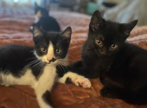 Meet Les Petits Messieurs Dressed in their finest black and tuxedo suits these six foster brothers 