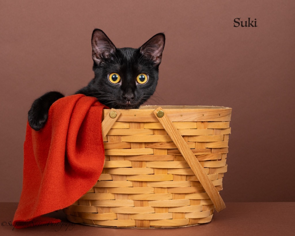 Suki
