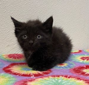 Damon, Baby Male Domestic Short Hair