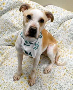 Honeybee, Adult Female Pit Bull Terrier