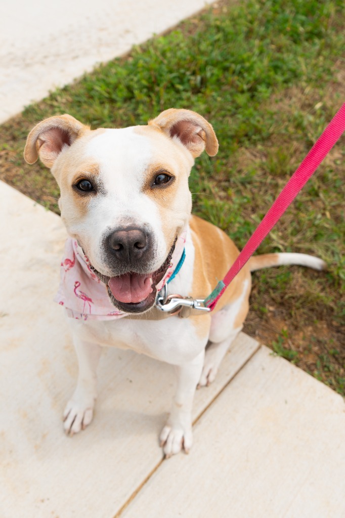 Honeybee *Sponsored Adoption