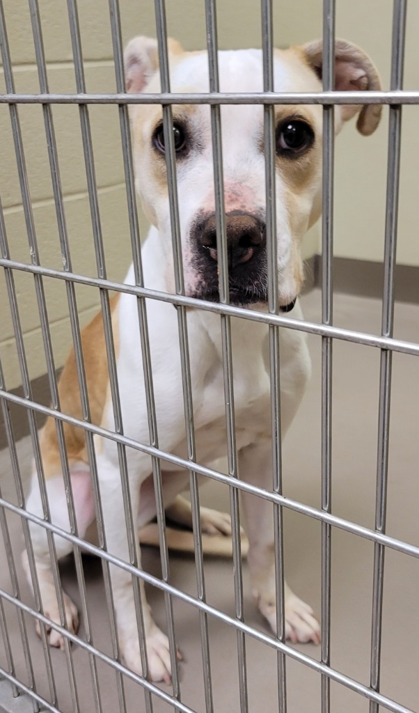 Honeybee *Sponsored Adoption