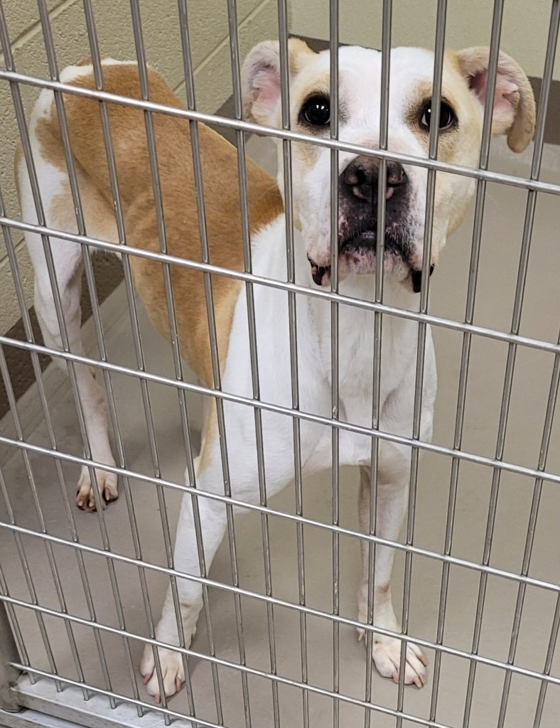 Honeybee *Sponsored Adoption