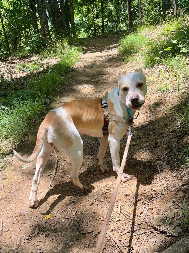 Honeybee *Sponsored Adoption