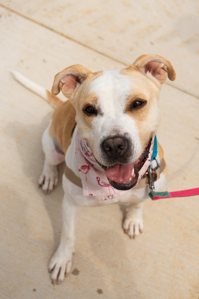 Honeybee *Sponsored Adoption