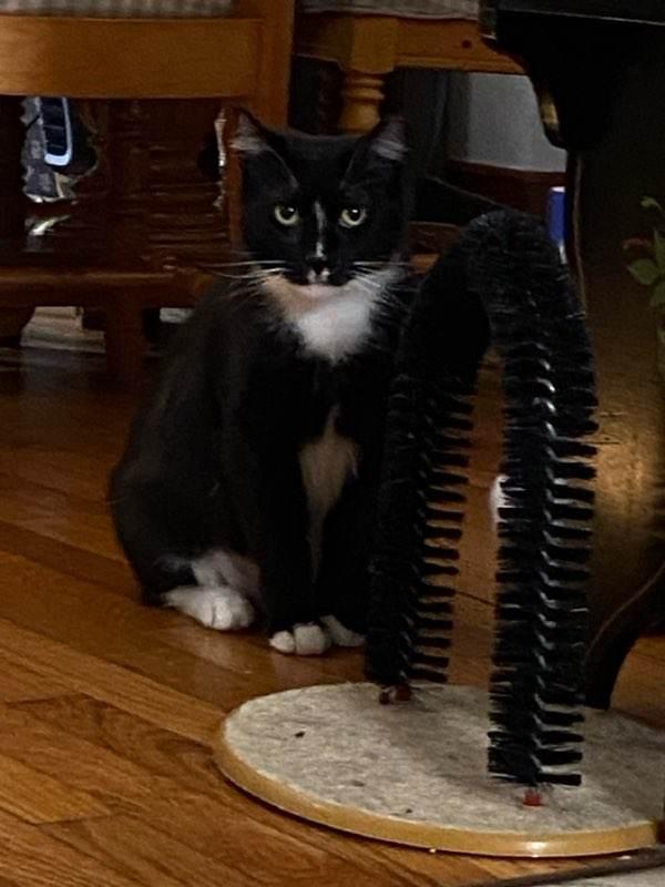 Ray Ray (Foster Cat)