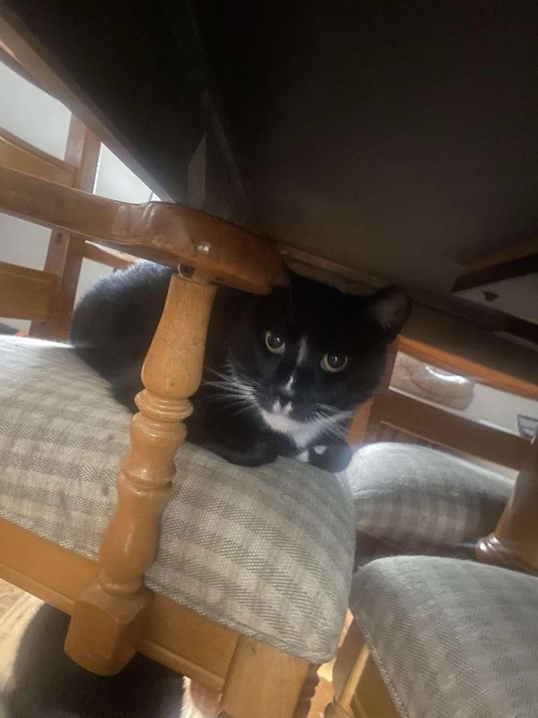 Ray Ray (Foster Cat)