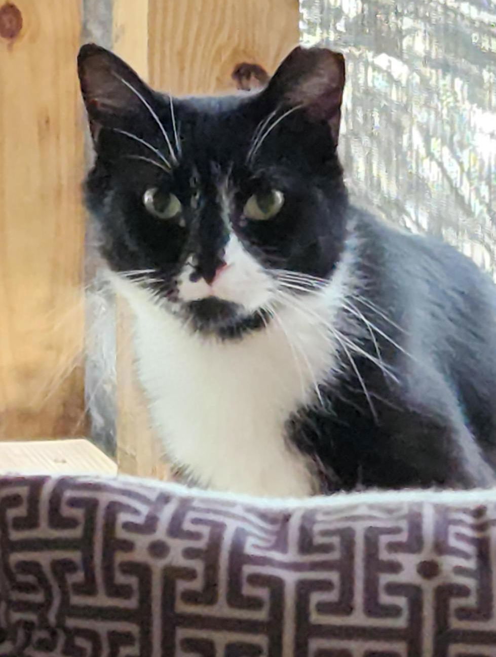 Henray (Foster Cat)