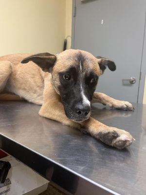 Secretary, Young Female Mixed Breed