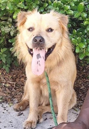 Shaggy, Adult Male Chow Chow