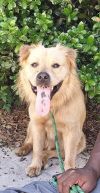 Shaggy photo 2