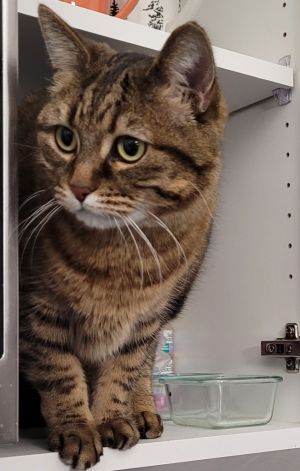 Jayde, Adult Female Domestic Short Hair