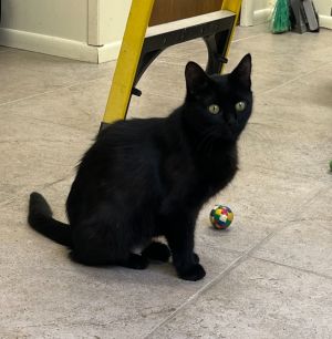 Dallas, Young Female Domestic Short Hair