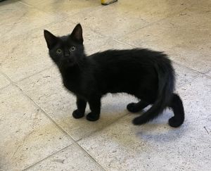Storey, Baby Female Domestic Short Hair