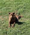 Honey photo 6