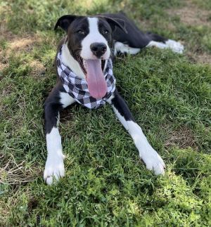 Mr. Dinkles Pit Bull Terrier Dog