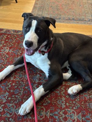 Animal Profile Mr Dinkles is approximately 10 month old 42 lb neutered male lab pit mix joining us