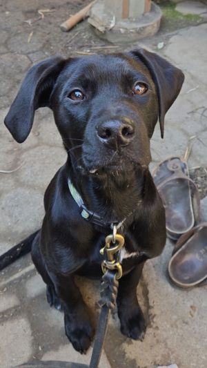 DB Labrador Retriever Dog