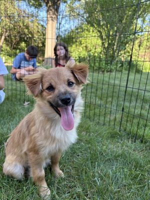 Frisco, Baby Male Mixed Breed