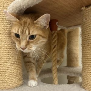 Stewy, Senior Male Domestic Short Hair