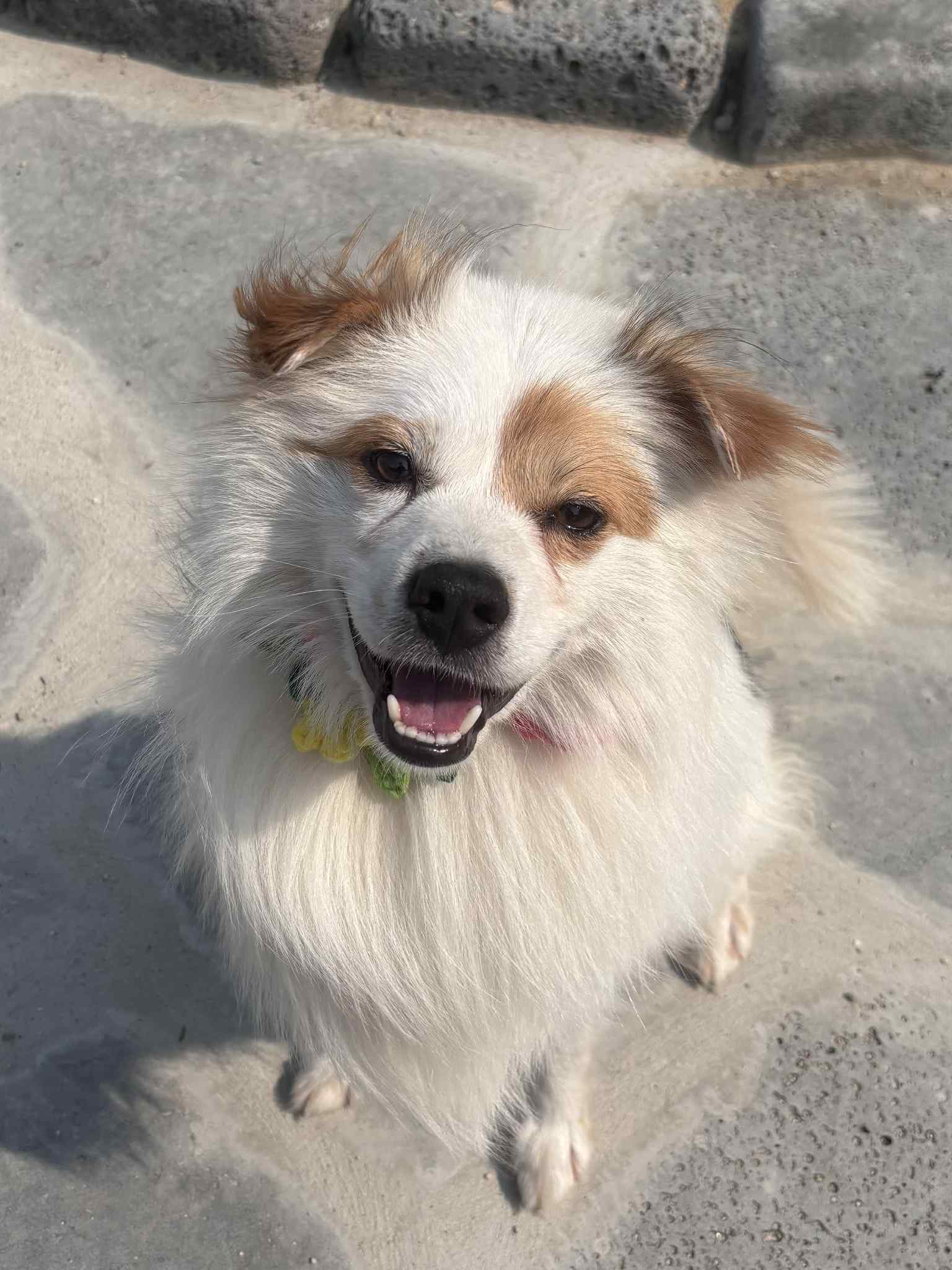 BENTLEY, an adoptable Spitz in Agoura Hills, CA, 91301 | Photo Image 1