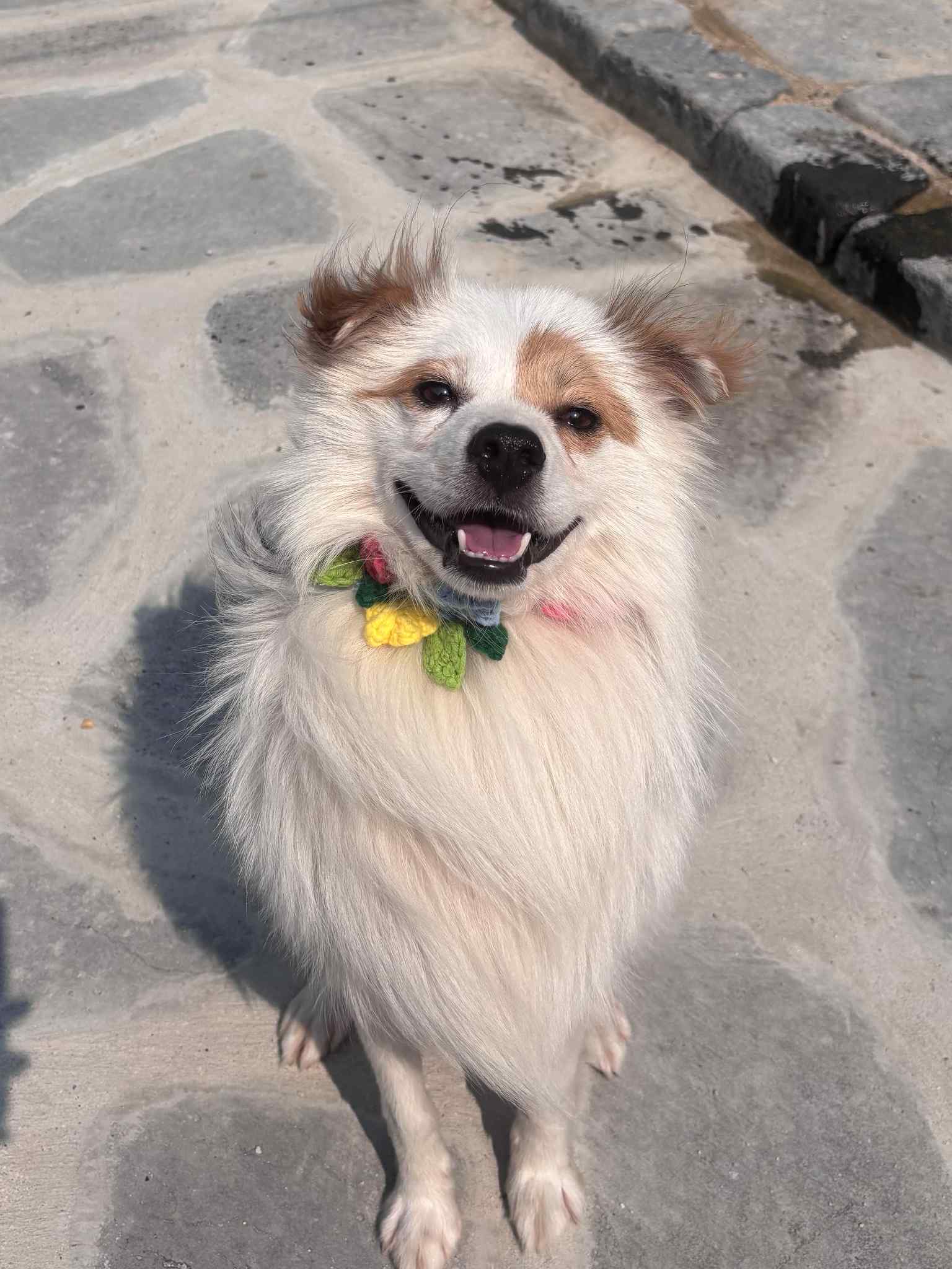 BENTLEY, an adoptable Spitz in Agoura Hills, CA, 91301 | Photo Image 2