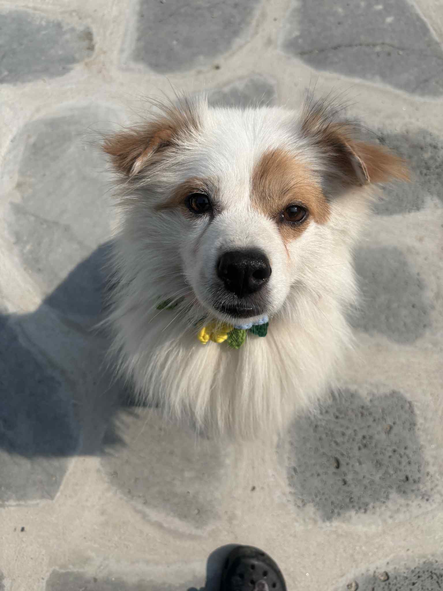 BENTLEY, an adoptable Spitz in Agoura Hills, CA, 91301 | Photo Image 3