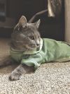 Mochi photo 1