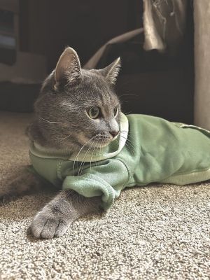 Mochi, Adult Male Tabby