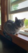Mochi photo 2