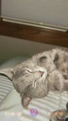 Mochi photo 3