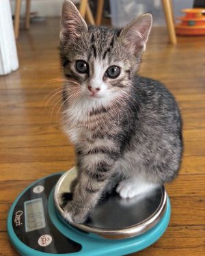 Button is a very special kitten indeed Remarkably small what she lacks in size she makes up for i