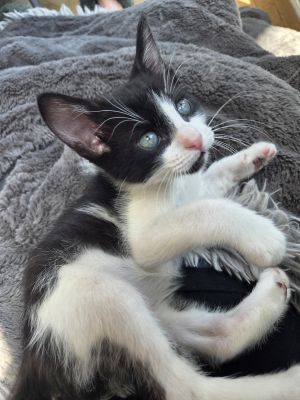 Riddick is a handsome tuxedo boy He will be the first one to greet you in the morning and the