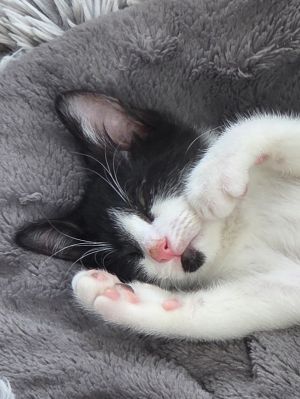 Riddick is a handsome tuxedo boy He will be the first one to greet you in the morning and the