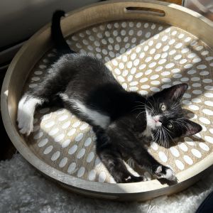 Zipper is an old Hollywood starlet and is always camera ready With her dainty prance and curious na