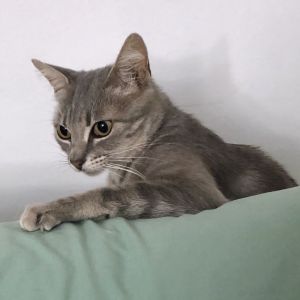 Nebbia is a very sweet and beautiful girl She is many different shades of grey and has subtle marki