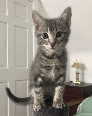 Nimbus is a sweet and curious boy He is an experienced ball player when it comes to challenging his
