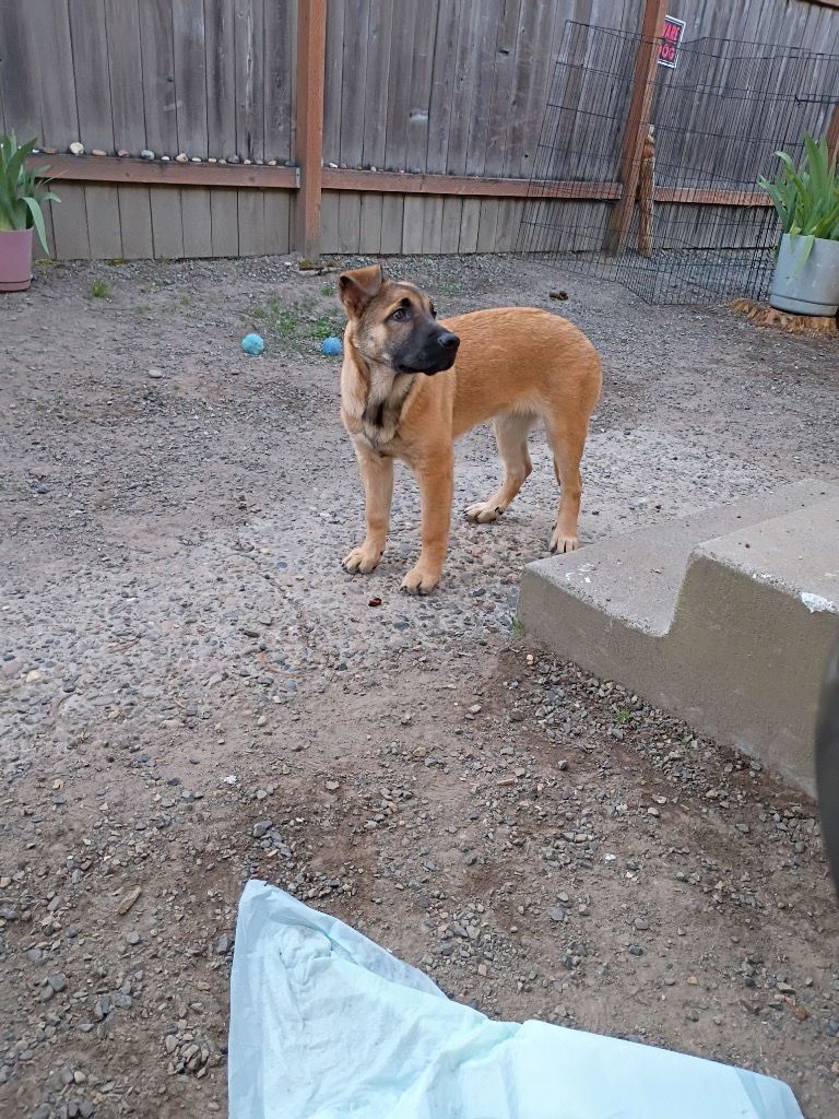 Koda