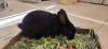 Penelope photo 2