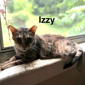 Izzy, Adult Female Domestic Short Hair