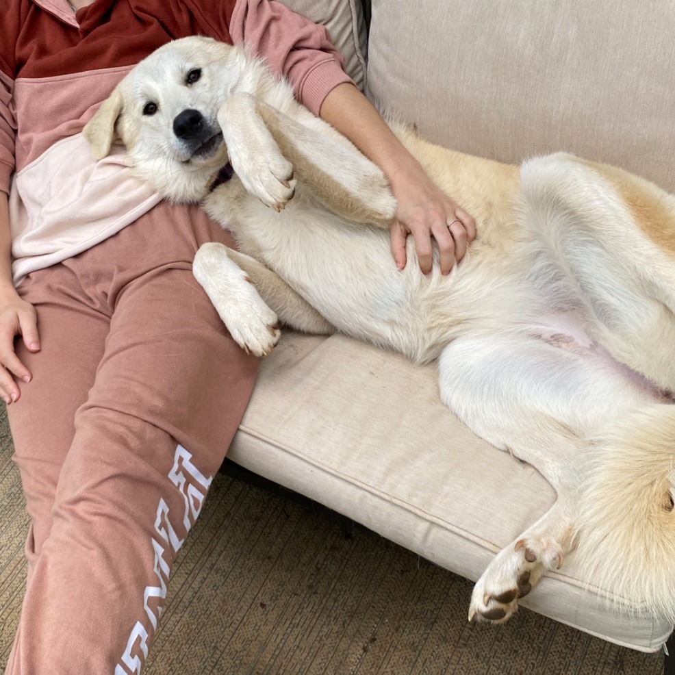 Akela, an adoptable Akbash, Great Pyrenees in Lynchburg, VA, 24502 | Photo Image 1