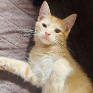Mad Catter, Baby Male Domestic Short Hair