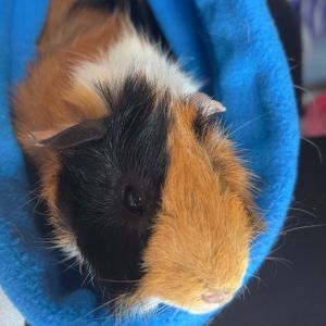 Mooch, Young Male Guinea Pig