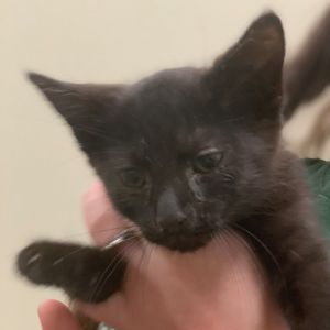 Momo, Baby Female Domestic Short Hair