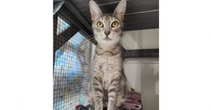 Valka (Nucleus), Young Female Domestic Short Hair