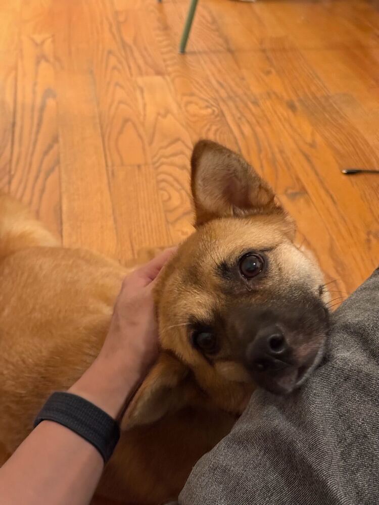 Cara