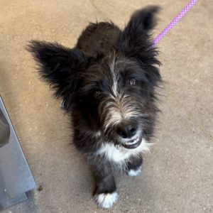 Louie, Baby Male Mixed Breed