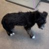 Louie photo 2